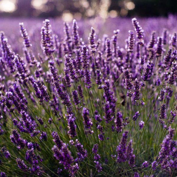 Organic Bulgarian Lavender Essential Oil (Lavendula Angustifolia) - Lavido - Israel Menu