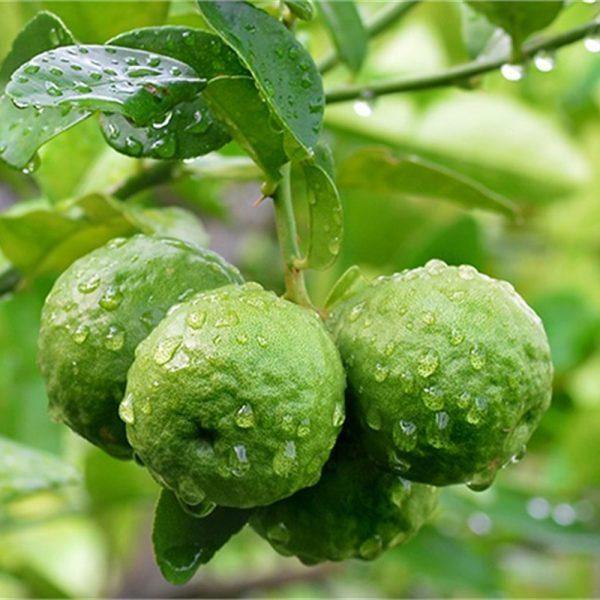 Organic Bergamot Essential Oil (Citrus Aurant Bergamia) - Lavido - Israel Menu