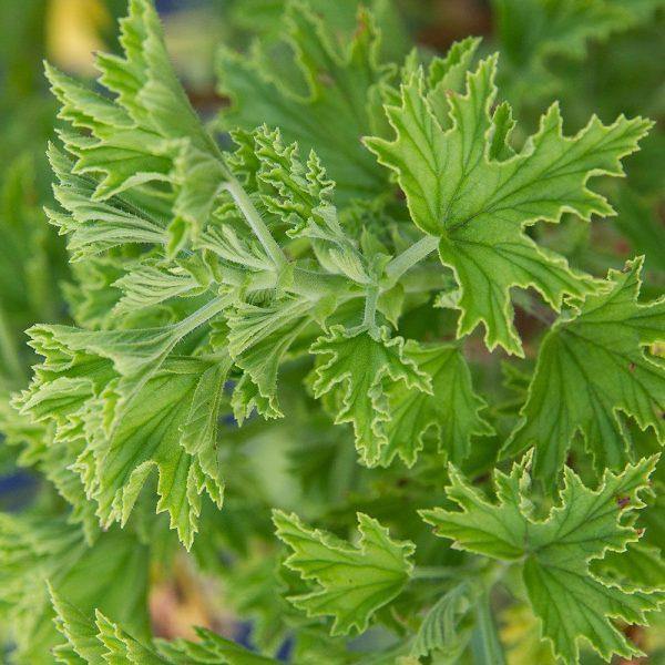 Organic Citronella Essential Oil (Cymbopogon Nardus) - Lavido - Israel Menu