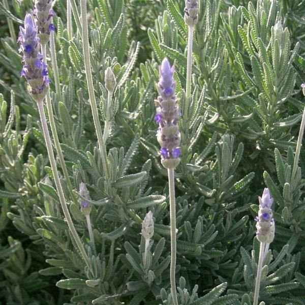Organic French Lavender Essential Oil (Lavendula Hybrida) - Lavido - Israel Menu