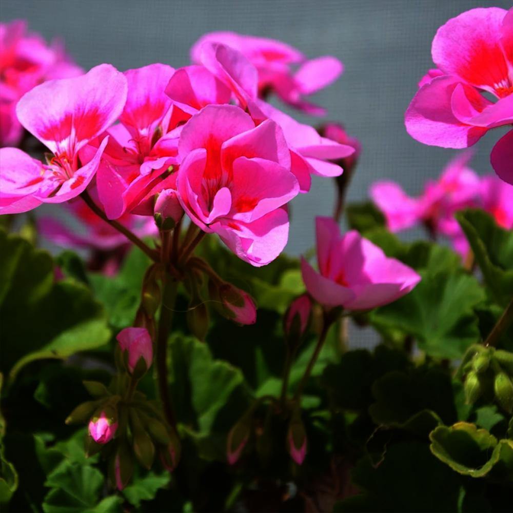 Organic Geranium Essential Oil (Pelargonium Odorantsisium) - Lavido - Israel Menu