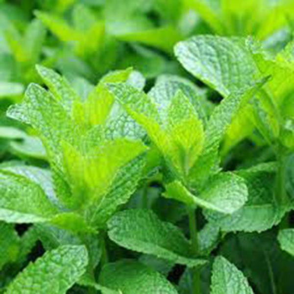 Organic Peppermint Essential Oil (Mentha Piperita) - Lavido - Israel Menu