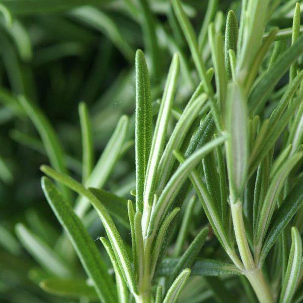 Organic Rosemary Essential Oil (Rosemary Officinails) - Lavido - Israel Menu