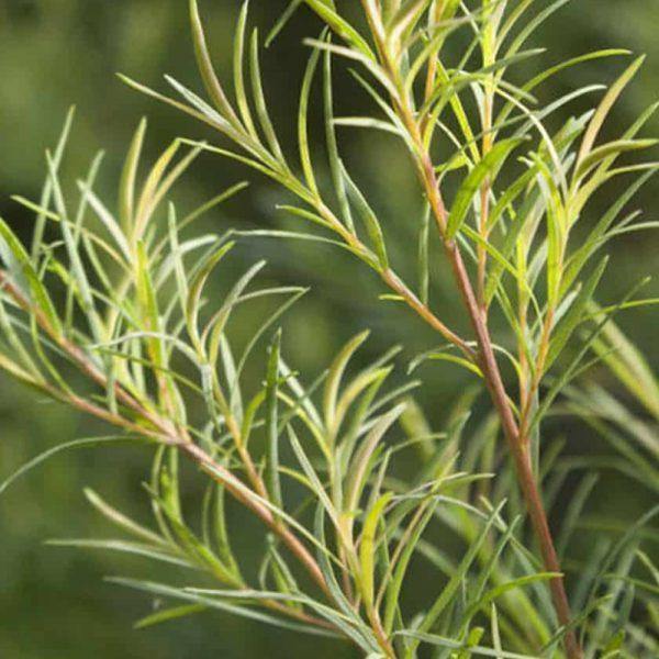 Organic Tea Tree Essential Oil (Melaleuca Alternifolia) - Lavido - Israel Menu